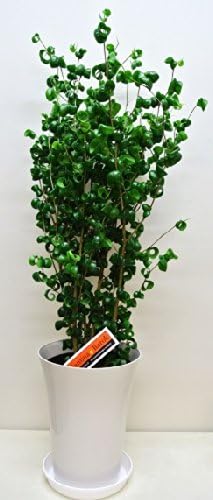Amazon ギフト 植物 フィカス ベンジャミナ バロック 観葉植物 オンライン通販 Amazon ギフト 植物 フィカス ベンジャミナ バロック 観葉植物 オンライン通販