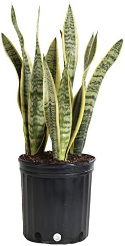 Costa Farms Snake Plant, Sansevieria Laurentii, Live Indoor Plant, 2 To 3-Feet Tall, Ships In Grow Pot, Fresh From Our Farm, Excellent Gift
