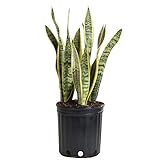 Costa Farms Snake Plant, Sansevieria laurentii, Live Indoor Plant, 2 to 3-Feet Tall, Ships in Grow Pot, Fresh From Our Farm, Excellent Gift
