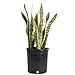 Costa Farms Snake Plant, Sansevieria laurentii, Live Indoor Plant, 2 to 3-Feet Tall, Ships in Grow Pot, Fresh From Our Farm, Excellent Gift primary