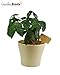 60 Bamboo Garden Plant Labels Herbs Gardening Planter Markers Plant Sign Tags 60pcs 2.4 inch Wide 4 inch Tall for Indoor Plants Flowers Succulents