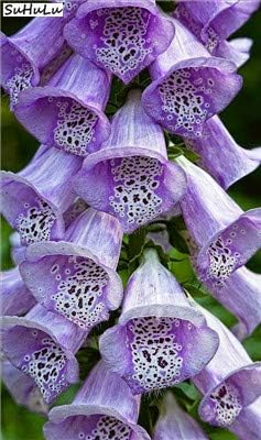 Bloom Green Co Schlussverkauf 100 Pc Fingerhut Blume Herb Bonsai Bonsailings Saplings Fall Seasons Arten Von Blumen Topfpflanzen Fa R Haus Garten Y Amazon De Garten