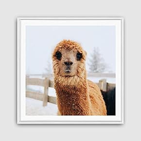 Framed Canvas Wall Art Alpaca Canvas Prints Home Artwork Decoration for Living Room,Bedroom - 16x16 inches