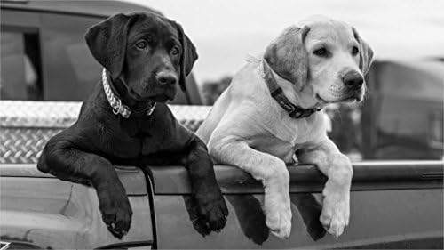 Ryan Beers Animals labrador retriever dogs puppy paws body black and white 4' Size Home Decoration Canvas Poster Print