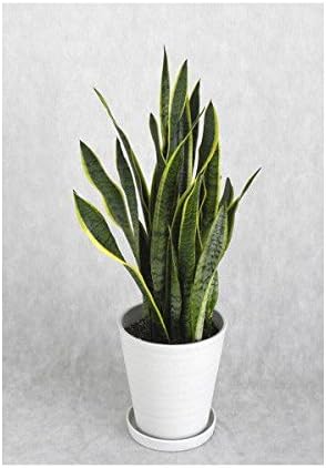 Amazon 観葉植物 開店祝い サンスベリア8号 セラアート鉢入り受け皿付 木札 ラッピング付 アイ スペシャル 観葉植物