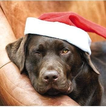 Foto Di Natale Con Cani.Biglietto Di Auguri Di Natale Con Cane Labrador Foto Di Villager Jim Confezione Da 10 Biglietti Ph8347 Amazon It Cancelleria E Prodotti Per Ufficio