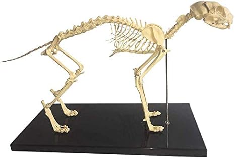 yt Animal Squelette De Chat Modele Anatomique Chat De Compagnie Des Os Animal Squelette Specimen Anatomie Modele Veterinaire Enseignement Manifestation Outil Amazon Fr Sports Et Loisirs