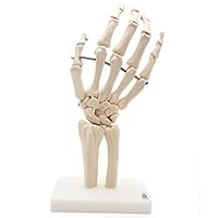 Hand and Wrist Skeleton Model,Kouber Human Anatomical Model,Life-size,3" x 5" x 10"