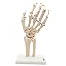 Hand and Wrist Skeleton Model,Kouber Human Anatomical Model,Life-Size,3