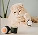 munchiecat Maki Sushi Toys for Cats and Kittens, Organic Catnip, Crinkle Paper Bells Rattle Set | Made with Non-Toxic, Safe, Pet Friendly Materials (4-pc)