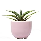 Chive - Succulent Cup, Ceramic Flower Vase, Air Plant and Succulent Holder, in Lilac