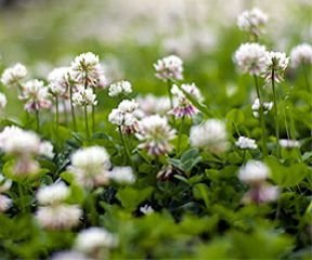 Bobby-Seeds Bodenkursamen Weißklee 1 Kg