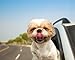 PET RELIEF Car Sickness Dog, Safe & Natural Motion Sickness Relief Spray,! 30ml Best Car Sick Dog Relief, Better Than Meds, Dog Travel Vomit Control, No Side Effects! Made in USA
