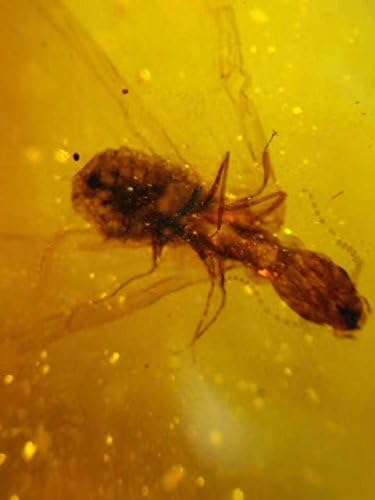 Ancient Fossil Burmite Amber Stone 2.9g , Cricket, 3mm Jurassic Era #F 1737