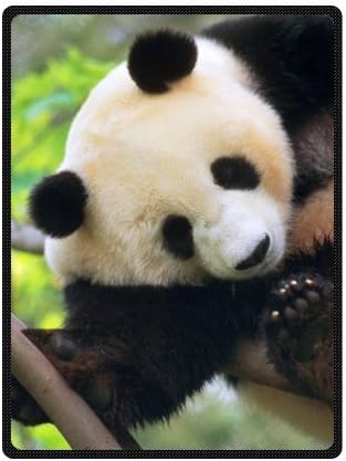 58" x 80"(Large) - Treasure Design Discount Giant Panda Blanket