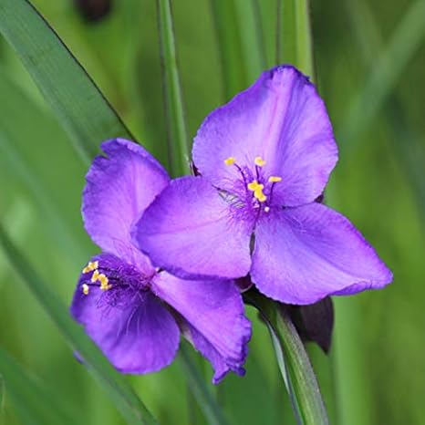 Amazon 紫桜館山の花屋 山野草 ムラサキツユクサ 15cmポット3株植え苗 紫花 花