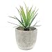 Velener Mini Home Decoration Aloe Vera Artificial Plants with Paper-Mache Pots (Set of 2), 7 inches and 5 inches, Faux Plants for Living Room, Kitchen, Bedroom, and Office Decor…