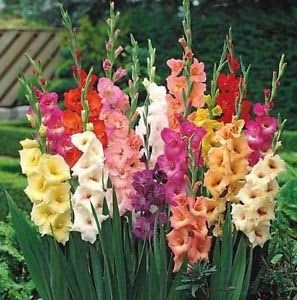 Creative Farmer Indian Gardening Gladiolus Little Sword Mixed Colour Flower Bulbs! Set Of 5 Bulbs