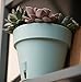 Santino Self Watering Planter Latina 6.9 Inch Jade Indoor/Outdoor Flower Pot with Bottom Watering and Water Level Indicator for All Plants, Flowers, Herbs