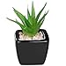 MyGift Set of 3 Modern Home Decor Mini Succulent Artificial Plants with Square Black Ceramic Pots