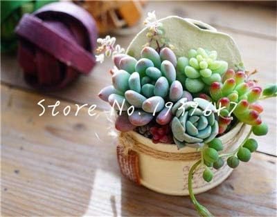 Amazon Co Jp 100個のホーム ガーデンは珍しい多肉植物盆栽パーフェクト色野菜 フルーツ食用ビューティー食用ジューシーな盆栽 11 ホーム キッチン