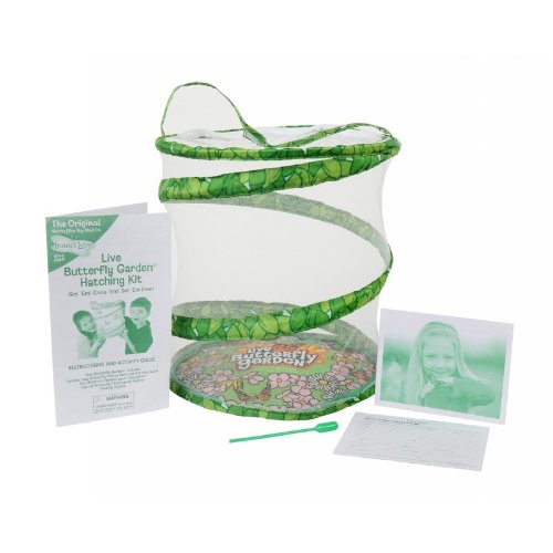 Insect Lore Butterfly Garden Toys & Games