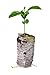 TreesAgain Lemon, Lime & Orange Trees - Lot of 3 - Citrus Starter Pack (See State Restrictions) primary
