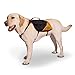 Kurgo Baxter (TM) Dog Backpack for Hiking, Walking or Camping, Black / Orange