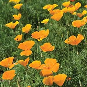 David's Garden Seeds Flower Native California Poppy 200 Non-GMO, Heirloom Seeds v