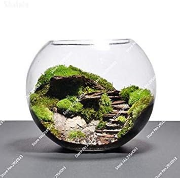 Amazon Co Jp 0ピース面白い盆栽苔種子かわいい苔ボール装飾草種子観賞植物diyホームガーデン植物4 ホーム キッチン