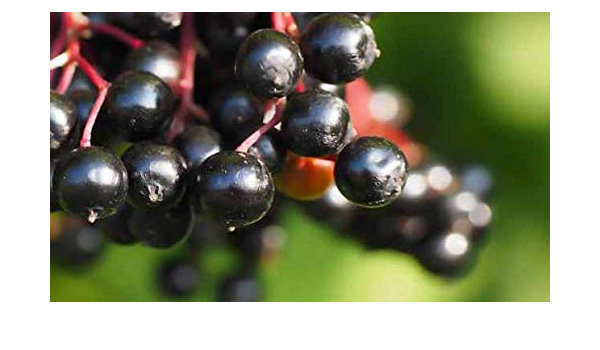 kara murver meyvesi tozu sambucus nigra 100 gr amazon com tr ev ve yasam