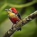 2020 Tropical Birds Calendar 16 Month 12 x 12 Wall Calendar by Bright Day Calendars (Bird Collection) (Tropical Birds 2019)