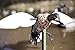 MOJO Outdoors Blue Wing Teal Motion Duck Decoy
