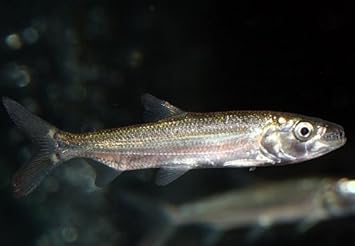 Amazon ゴライアス タイガーフィッシュ ピーデー熱帯魚センター ペット用品 通販