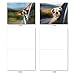 The Best Card Company - 10 Blank Dog Cards Assorted (4 x 5.12 Inch) - Adorable Boxed Animal Note Cards for All Occasions - Doggie in the Window M6481OCB