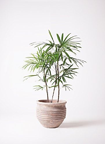 Amazon Hitohana ひとはな シュロチク 棕櫚竹 8号 テラアストラリゲル赤茶色 観葉植物 オンライン通販