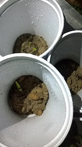 Small Taro (eddo) Plant/Bulb, NOW you're getting 4 bulbs PLUS 4 BARE ROOTS for good measure - Thumbnail 4