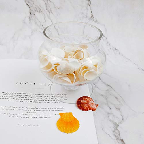 2 Small+Seashell+White+clamrose+Natural