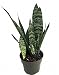Zeylanica Snake Plant, Mother-In-Law's Tongue - Sanseveria - 6" Pot