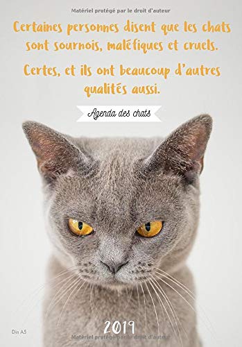 Agenda Des Chats 19 Certaines Personnes Disent Que Les Chats Sont Sournois Malefiques Et Cruels Certes Et Ils Ont Beaucoup D Autres Qualites Journalier Annee 19 Chat French Edition Collectif Papeterie Agenda Des Chats 19 Certaines Personnes Disent Que Les Chats Sont Sournois Malefiques Et Cruels Certes Et Ils Ont Beaucoup D Autres Qualites Journalier Annee 19 Chat French Edition Collectif Papeterie