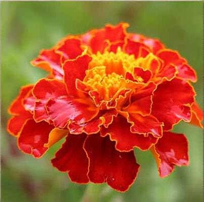 Amazon Co Jp Maidenhair花種子11種類diyホームガーデン屋外マリーゴールド菊盆栽鉢植え種子100個 3 ホーム キッチン Amazon Co Jp Maidenhair花種子11種類diyホームガーデン屋外マリーゴールド菊盆栽鉢植え種子100個 3 ホーム キッチン