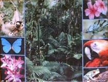 Springbok 500 Piece Puzzle - The Fragile Rainforest by Springbok