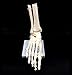 Human Foot Skeleton Model on Base, Foot Bone Skeletal,Life Size, for Science Classroom Study Display Teaching Medical Learning Resources