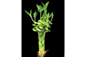 JM BAMBOO jmbamboo-10 Stalks of 6 Inches Spiral Lucky Bamboo, 10 Bottles oF Fertilizer Plant Food