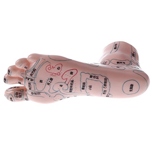 image for Fityle Pair of Human Feet Acupoint Model for Reflexology & Acupuncture