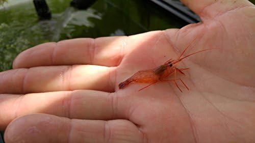 LIVE 1 Peppermint Shrimp clean up crew aptasia eaters