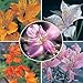 PERUVIAN LILY ALSTROEMERIA AURANTIACA 50 seeds