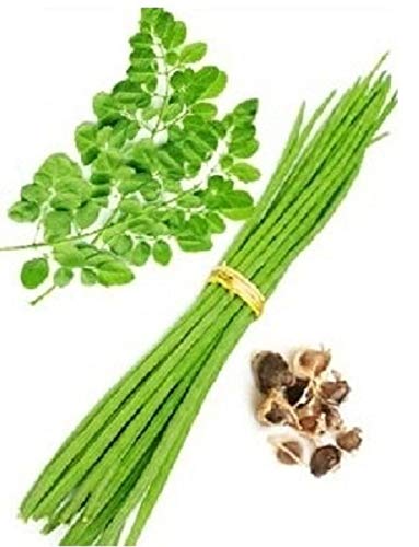 Splendour Seeds  Drum Stick