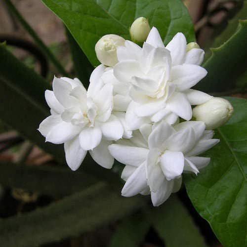 Creative Farmer Jasmine Live Plant Non Climbing Plants Grandiflorum Fragrant Flower Native to India Easy Maintanance Garden Plant(1 Healthy Live Plant)
