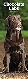 Chocolate Labradors 2020 6.75 x 16.5 Inch Monthly Slimline Wall Calendar, Dog Canine Lab by 